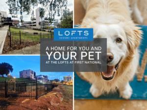 Pet-Friendly Apartments What to Consider for Your Fur Babies